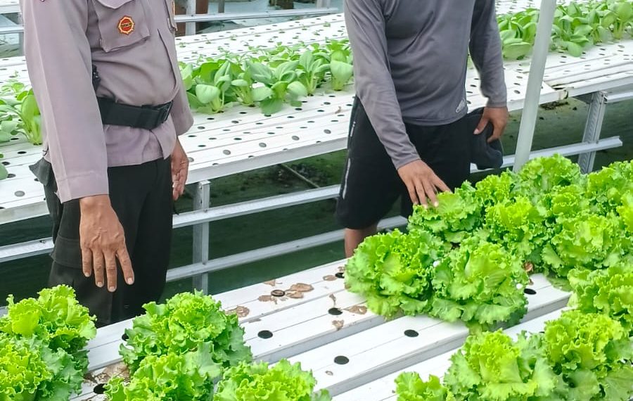 Bhabinkamtibmas Desa Seketi Sambangi Lahan Ketahanan Pangan, Tanaman Sayur Tumbuh Optimal
