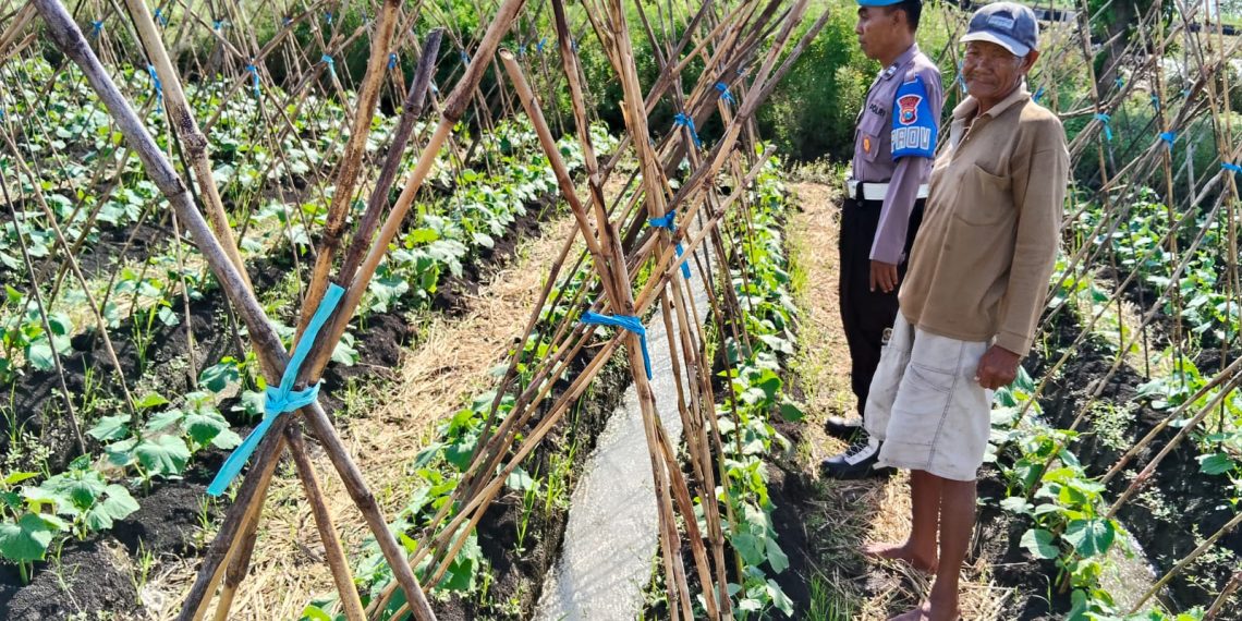 Bhabinkamtibmas Kesambi Tinjau Ketahanan Pangan Polresta Sidoarjo Melalui Tanamam Mentimun