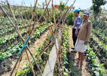 Bhabinkamtibmas Kesambi Tinjau Ketahanan Pangan Polresta Sidoarjo Melalui Tanamam Mentimun