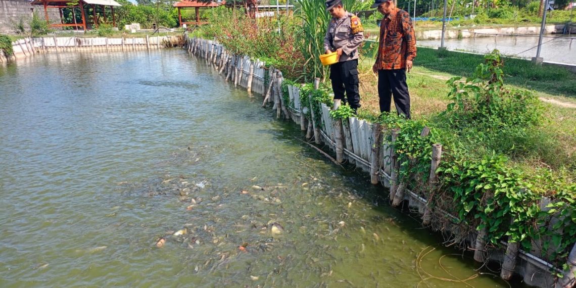 Bhabinkamtibmas Tropodo  Krian Gandeng Warga Kembangkan Budidaya Ikan Nila