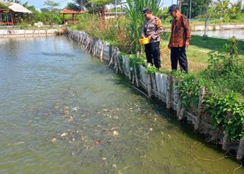 Bhabinkamtibmas Tropodo  Krian Gandeng Warga Kembangkan Budidaya Ikan Nila