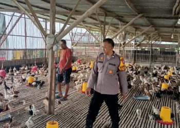 Polsek Wonoayu Himbau Peternak Perhatikan Kesehatan Ayam