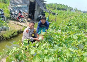 Polsek Krembung Optimis Keberhasilan Program Ketahanan Pangan Sidoarjo Melalui Tanaman Melon