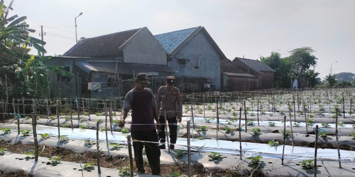 Polsek Tarik Sambang Ketahanan Pangan Desa Mergosari di Lahan Semangka