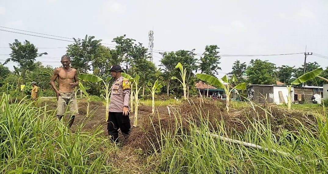 Bhabinkamtibmas Watugolong dan Warga  Gelar Rawat Kebun Pisang