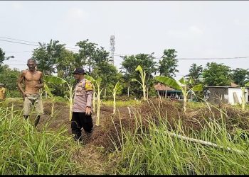 Bhabinkamtibmas Watugolong dan Warga  Gelar Rawat Kebun Pisang