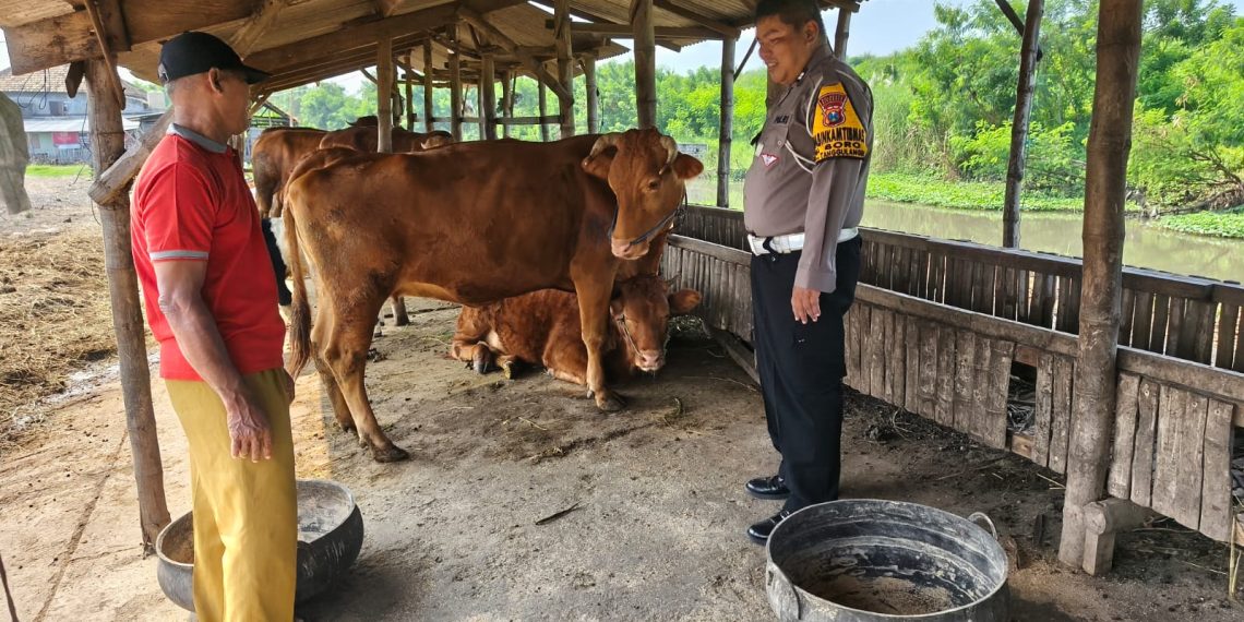 Polsek Tanggulangin Rangkul Petani Hewani Dukung Ketahanan Pangan Polresta Sidoarjo