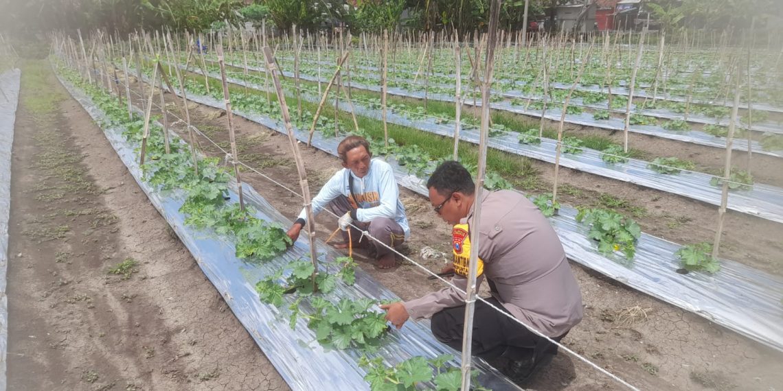 Bhabinkamtibmas Desa Wonoplintahan Dorong Petani Melon Dukung Ketahanan Pangan Sidoarjo