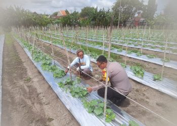 Bhabinkamtibmas Desa Wonoplintahan Dorong Petani Melon Dukung Ketahanan Pangan Sidoarjo