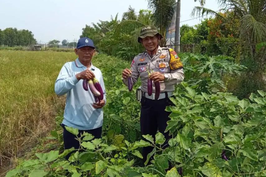 Polsek Tanggulangin Sambangi Pertanian Terong Desa Kalidawir