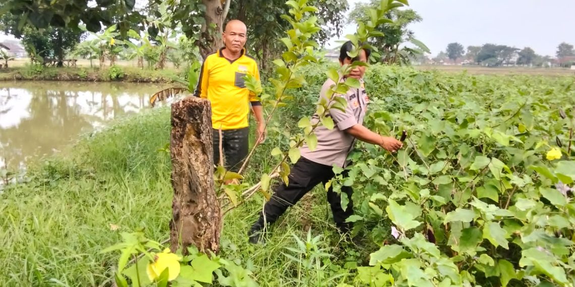 Kanit Binmas Sektor Prambon Dukung Ketahanan Pangan Gelorakan Tanam Sayur Terong