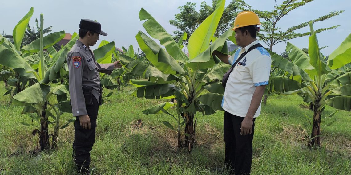 Bhabinkamtibmas dan Bumdes Sidodadi Taman Tinjau Pengelolaan Lahan Ketahanan Pangan