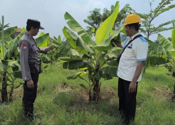 Bhabinkamtibmas dan Bumdes Sidodadi Taman Tinjau Pengelolaan Lahan Ketahanan Pangan
