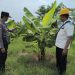 Bhabinkamtibmas dan Bumdes Sidodadi Taman Tinjau Pengelolaan Lahan Ketahanan Pangan