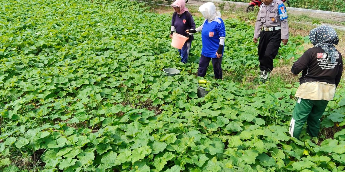 Polisi Cinta Petani Dampingi Warga Kesambi Porong Budidaya Mentimun
