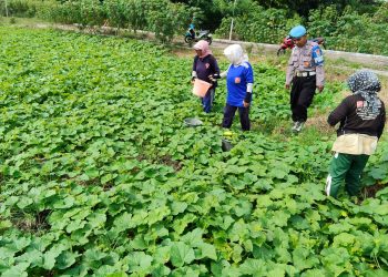 Polisi Cinta Petani Dampingi Warga Kesambi Porong Budidaya Mentimun