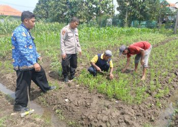 Polsek Porong Lakukan Pengecekan Ketahanan Pangan P2B di Desa Kebonagung