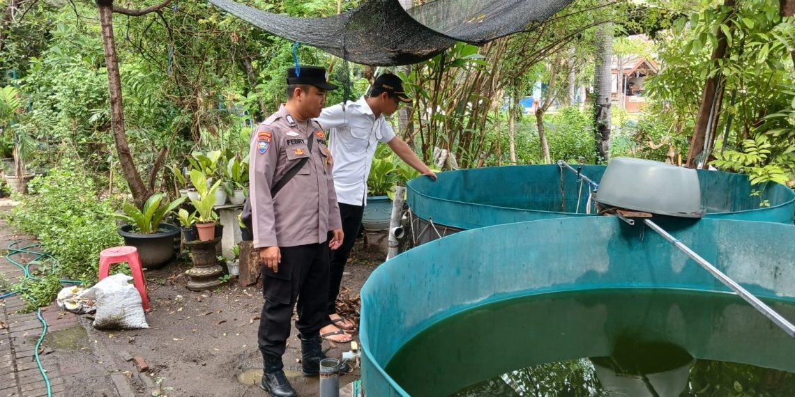 Bhabinkamtibmas Apresiasi Inisiatif Warga Rangkah Kidul Budidayakan Lele