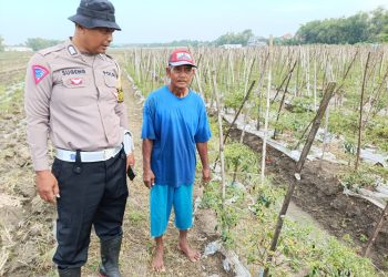Kembangkan Tanaman Hortikultura di Lahan P2B Desa Wonokupang Balongbendo