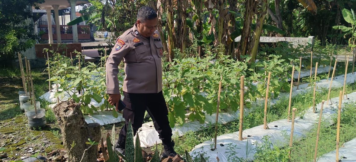 Polsek Wonoayu Tinjau Perkembangan  Lahan Cabai dan Terong di Desa Pilang