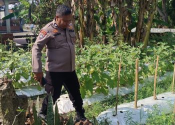 Polsek Wonoayu Tinjau Perkembangan  Lahan Cabai dan Terong di Desa Pilang