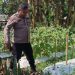 Polsek Wonoayu Tinjau Perkembangan  Lahan Cabai dan Terong di Desa Pilang