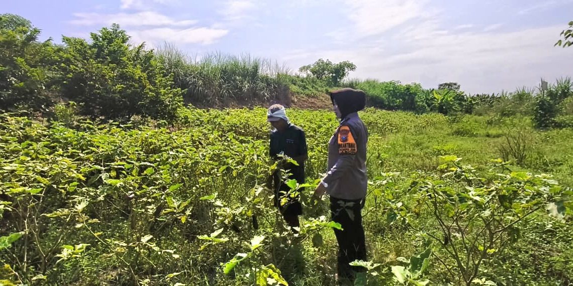 Polwan Sidoarjo Turun ke Sawah, Dukung Ketahanan Pangan Lewat Program P2L
