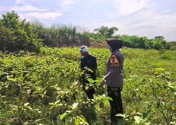 Polwan Sidoarjo Turun ke Sawah, Dukung Ketahanan Pangan Lewat Program P2L