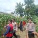 Polisi Cinta Petani, Kapolsek Porong Turun Langsung Cek Lahan Ketahanan Pangan