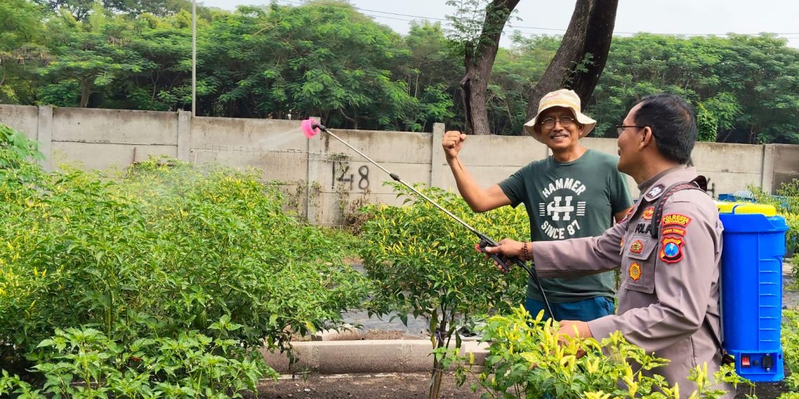 Bhabinkamtibmas Polsek Sidoarjo Kota Bantu Pengelolaan Lahan Cabai di Desa Jati Kidul