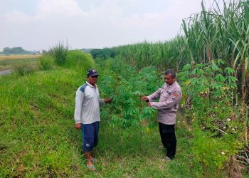 Polsek Prambon Dukung Ketahanan Pangan Turut Kontrol Lahan Ketela