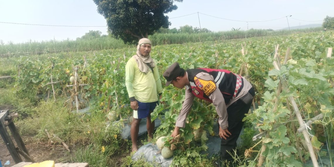 Polsek Porong Dorong Budidaya Melon di Desa Kebakalan
