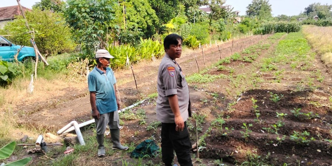 Polsek Prambon Terus Bergerak Sukseskan Petani Cabe Rawit, Dukung Ketahanan Pangan Sidoarjo