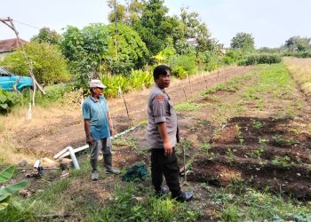 Polsek Prambon Terus Bergerak Sukseskan Petani Cabe Rawit, Dukung Ketahanan Pangan Sidoarjo