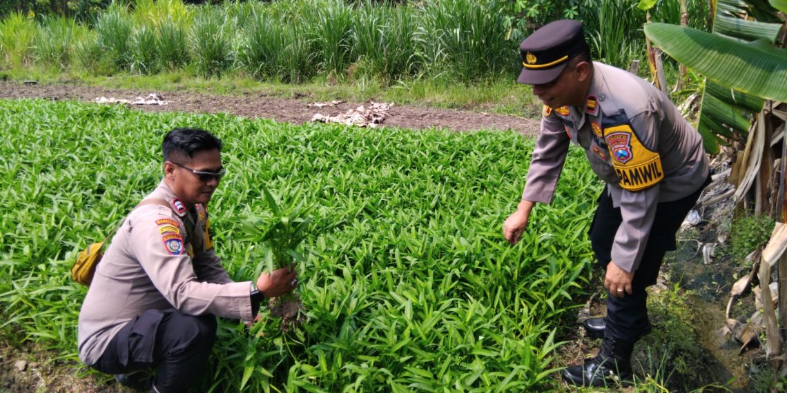 Polsek Krembung Gandeng Petani Desa Rejeni Dongkrak Ketahanan Pangan Budidaya Kangkung