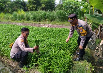 Polsek Krembung Gandeng Petani Desa Rejeni Dongkrak Ketahanan Pangan Budidaya Kangkung