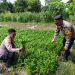 Polsek Krembung Gandeng Petani Desa Rejeni Dongkrak Ketahanan Pangan Budidaya Kangkung
