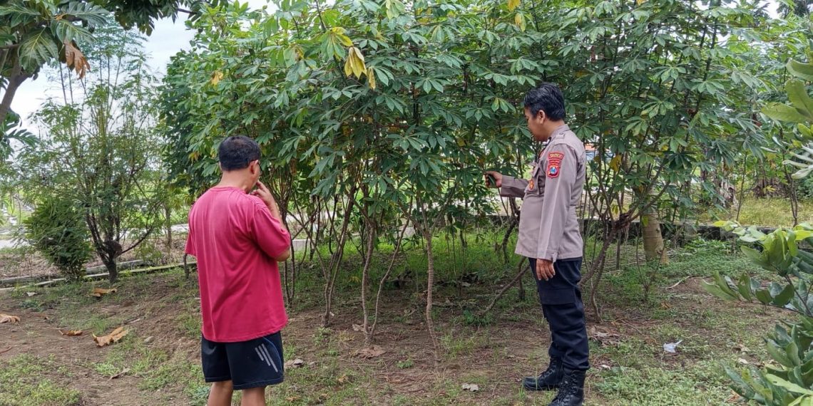 Polsek Wonoayu Tinjau Perkembangan Lahan Ketahanan Pangan di Desa Sawocangkring