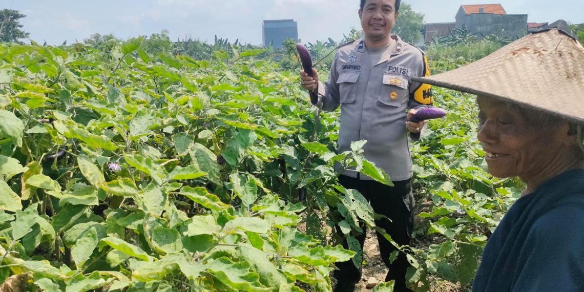 Polisi Cinta Petani, Bhabinkamtibmas Gedangan Turun Langsung ke Lahan Sayuran Terong