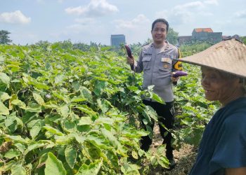 Polisi Cinta Petani, Bhabinkamtibmas Gedangan Turun Langsung ke Lahan Sayuran Terong