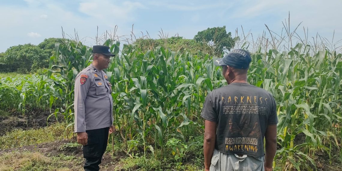 Polsek Sukodono Apresiasi Ketahanan Pangan Kebun Jagung di Pademonegoro