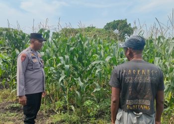Polsek Sukodono Apresiasi Ketahanan Pangan Kebun Jagung di Pademonegoro