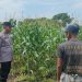 Polsek Sukodono Apresiasi Ketahanan Pangan Kebun Jagung di Pademonegoro
