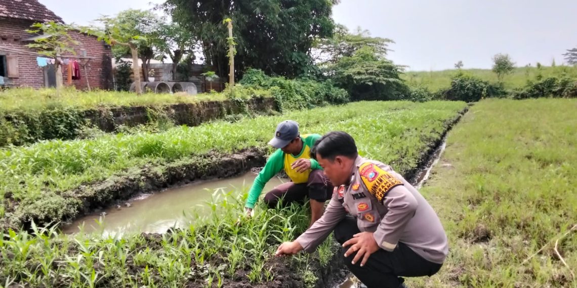 Kanit Binmas Polsek Prambon Tinjau Lahan Ketahanan Pangan Bergizi di Desa Pejangkungan