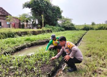 Kanit Binmas Polsek Prambon Tinjau Lahan Ketahanan Pangan Bergizi di Desa Pejangkungan