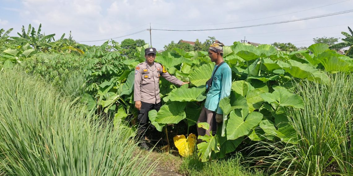 Bhabinkamtibmas Desa Tambak Oso Cek Lahan Ketahanan Pangan Warga