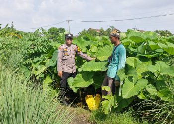 Bhabinkamtibmas Desa Tambak Oso Cek Lahan Ketahanan Pangan Warga