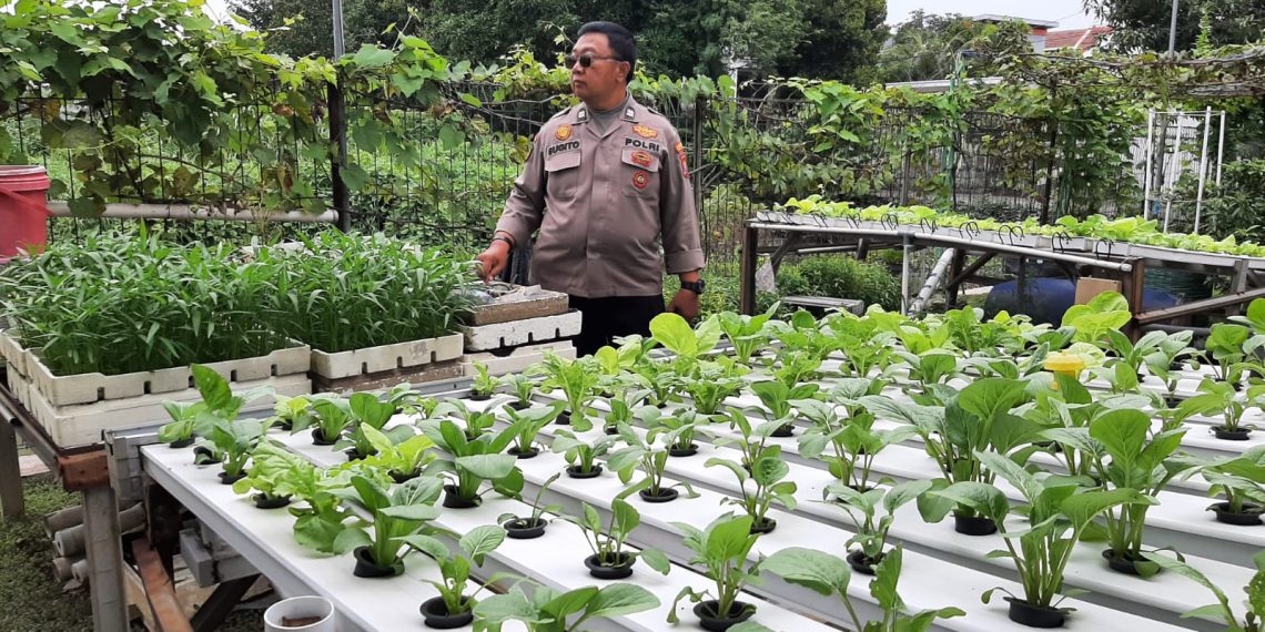 Polsek Gedangan Optimalkan Ketahanan Pangan Sayur Hidroponik di Desa Keboansikep