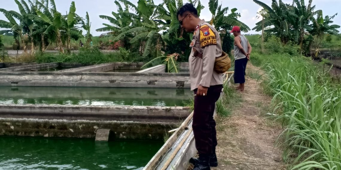 Polsek Krembung Dukung Ketahanan Pangan Lewat Budidaya Ikan Gurami di Desa Rejeni