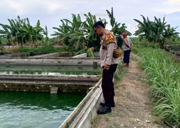 Polsek Krembung Dukung Ketahanan Pangan Lewat Budidaya Ikan Gurami di Desa Rejeni